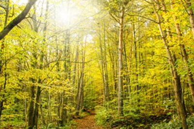 Wald